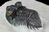Coltraneia Trilobite Fossil - Huge Faceted Eyes #108428-3